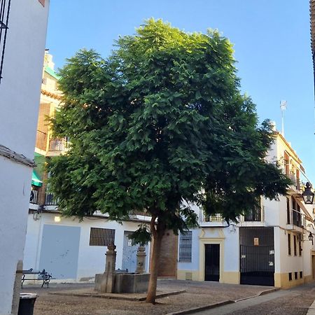 Terraza De La Axerquia Lejlighed Córdoba Eksteriør billede